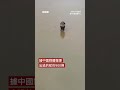 中國廣西洪水  近千條養殖蛇出逃－ BBC News 中文