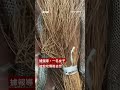 中國廣西洪水  近千條養殖蛇出逃－ BBC News 中文