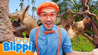 petting so many animals zoo playdate blippi
