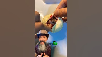 🐍Egg Cutting!🧪 #molinarosnakelab #shorts #ballpython #snakeeggs #royalpython #reptiles #eggcutting