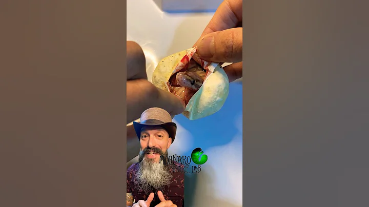 🐍Egg Cutting!🧪 #molinarosnakelab #shorts #ballpython #snakeeggs #royalpython #reptiles #eggcutting