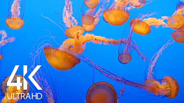 8 HOURS Relaxing Dance of Jellyfish - 4K Aquarium Screensaver with Ambient Music