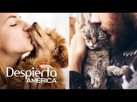 Video: Dónde Entregar Una Mascota A La Que Es Alérgico