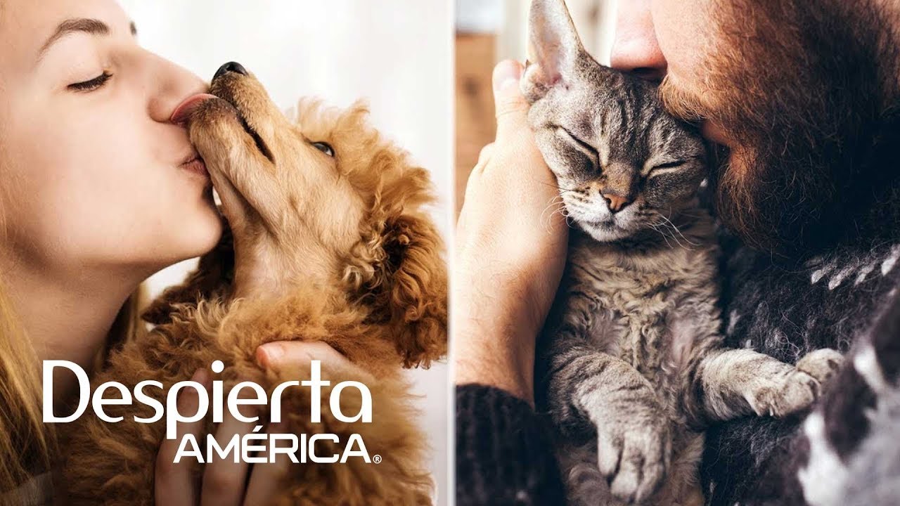 contagio pelicula completa Enfermedades que pueden transmitir las mascotas a los humanos | Dr. Juan