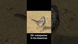 Song Sparrow (California subspecies) #birds #california
IRWD San Joaquin Marsh & Wildlife Sanctuary, Irvine, California, 2 January 2018, 10:32 a.m. Clip has been slowed 20%, but it didnt affect the audio so much to drop the track.
#birds #sparrow #songsparrow #california Song Sparrow (California subspecies) #birds #california