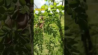 GAMOT SA MASAKIT NA NGIPIN! ( MALUNGGAY )