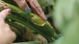 Philodendron Hybrid Update - renauxii X radiatum