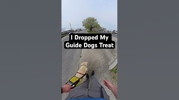 I Dropped My Guide Dogs Treat #guidedog #dog #dogs