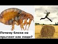 Почему блохи не прыгают как люди?