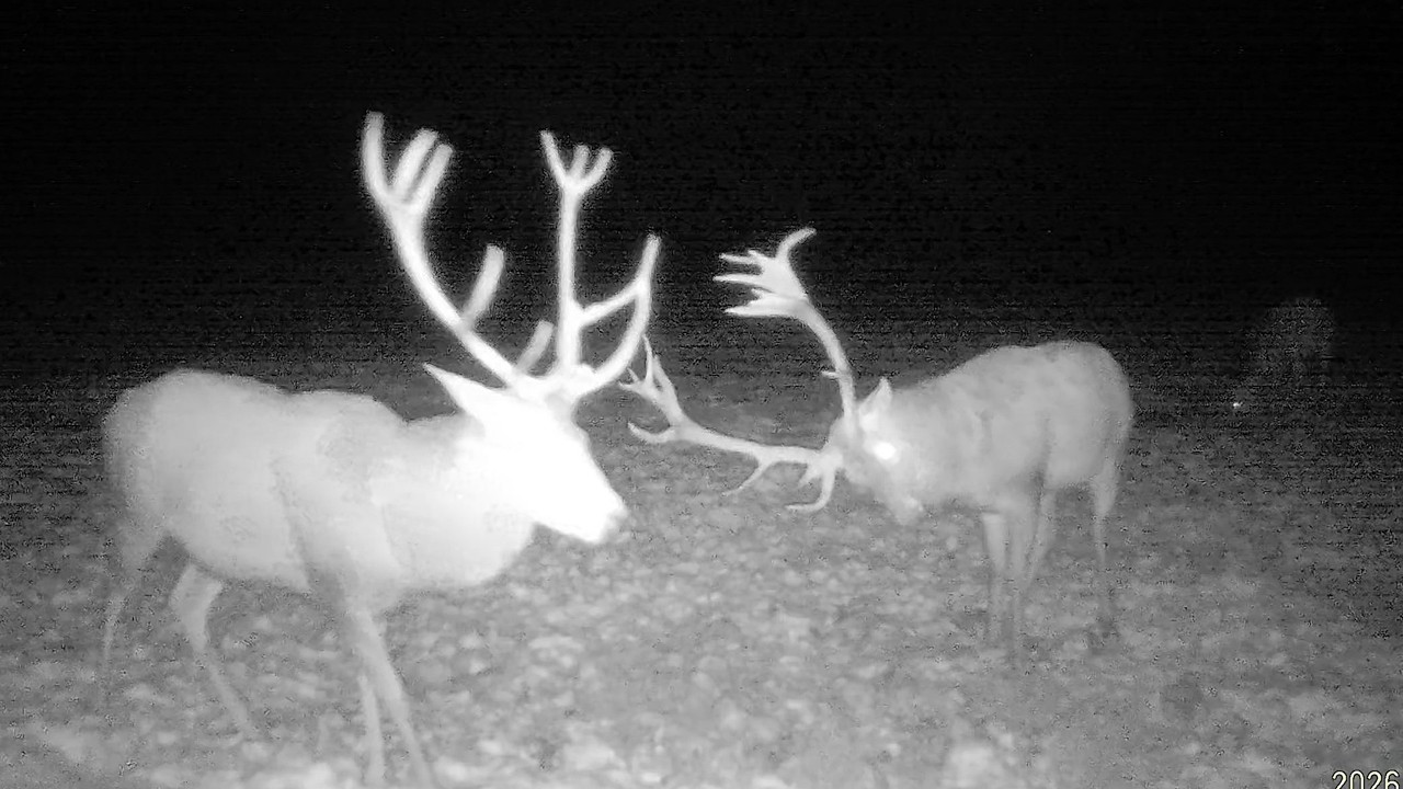 Przegląd Jeleni Byków 2026r Jeden wyróżnia się Pięknymi Mocnymi Koronami💪🦌