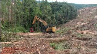 ternyata begini cara memanen kayu PT RAPP