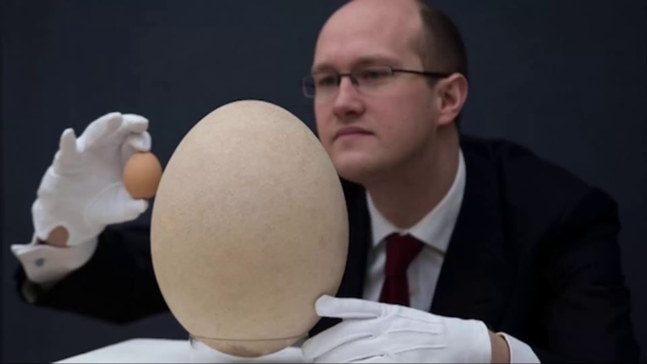 Громадное яйцо. Самое большое яйцо. Самое большое яйцо в мире. Самые огромные яйца в мире.