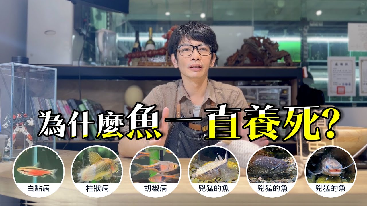 養魚為什麼一直死掉?【設備不夠?操作錯誤?魚隻有問題?】