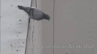 Suicidal pigeon
