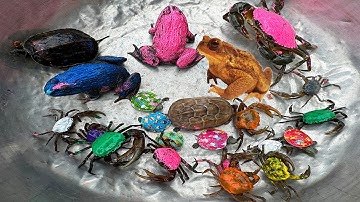 Kem Ốc và cua Chanel lái xe công nông đuổi theo con cua, cua xanh, cua, rùa màu sắc, ếch, máy xúc.