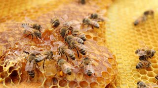 What's Buzzing at the Hunger Task Force Farm