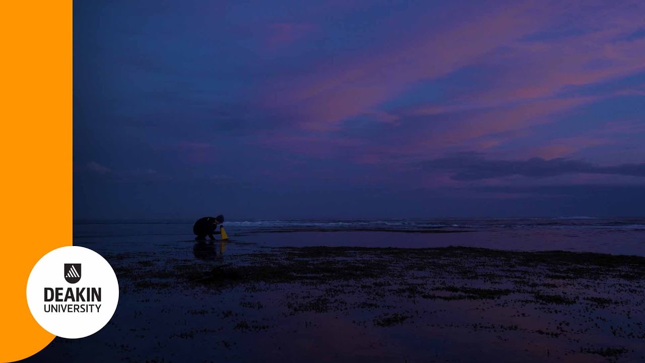 Deakin after dark: A young researcher with a passion for sea slugs