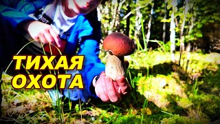 картинка: ТИХАЯ ОХОТА.СБОР ГРИБОВ И БРУСНИКИ #тихаяохота #сборгрибов #ягоды
