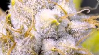 KEEP IT KUSH