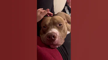 Cute Pitbull Loves Cuddling Shorts Dog 