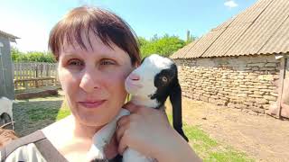 350 УДОВОЛЬСТВИЙ. СОБАКА ПЕРЕЛОВИЛА КУР..