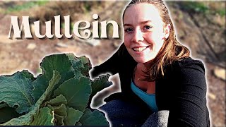 Mullein Harvesting, Processing, & Medicinal Recipes || Medicinal Herbs