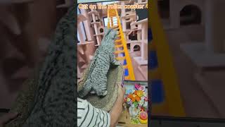 This Cat’s Reaction to a Roller Coaster is Priceless! #funny #memes #cutedog #pets