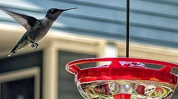 Ruby Throated Hummingbird at Feeder - Relaxing Music & Nature Video 13 Min