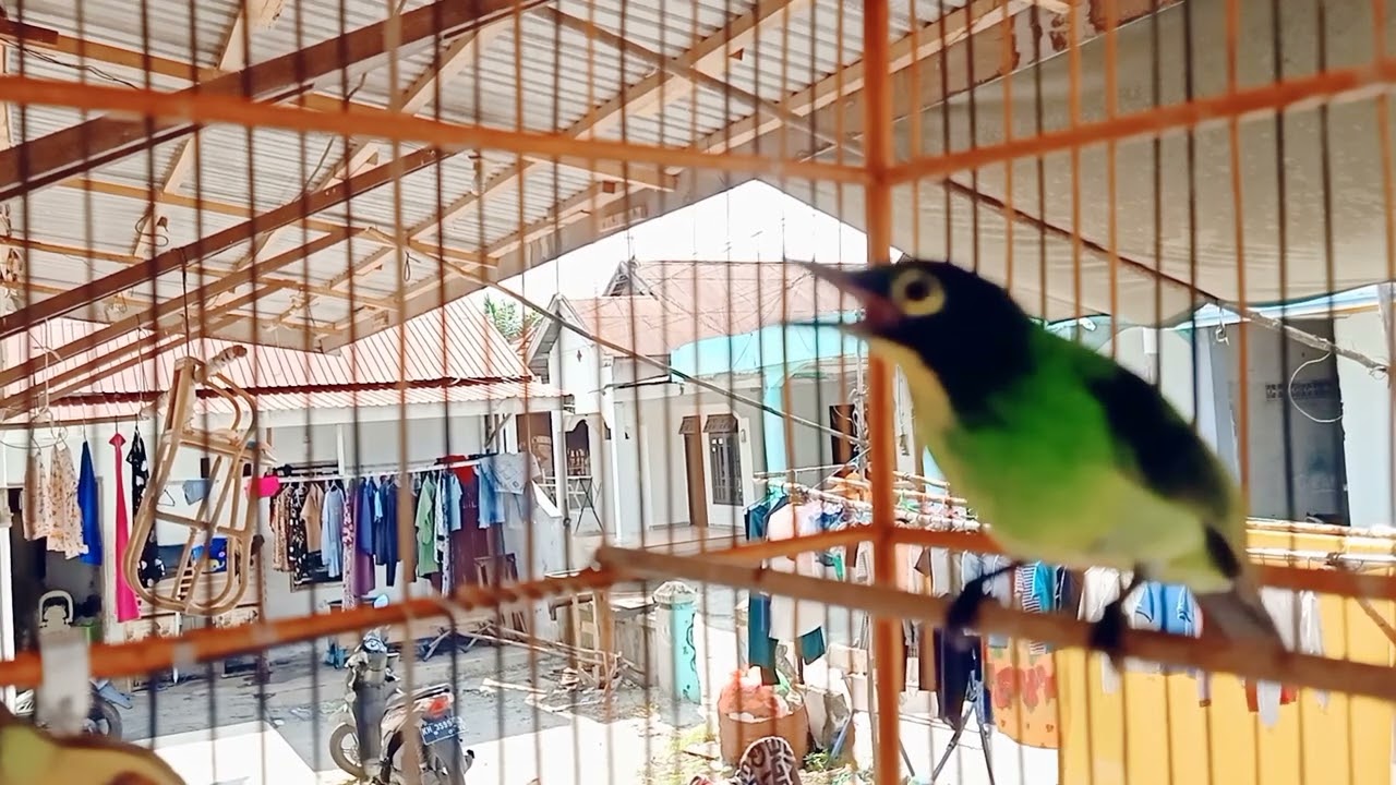 cucak hijau modif kw