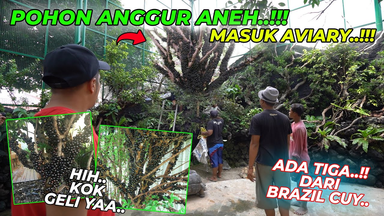 LANGKA !!! TIGA POHON ANGGUR BRAZIL,LANGSUNG TANEM..!!! LIAT BUAHNYA PADA MERINDING..!!!