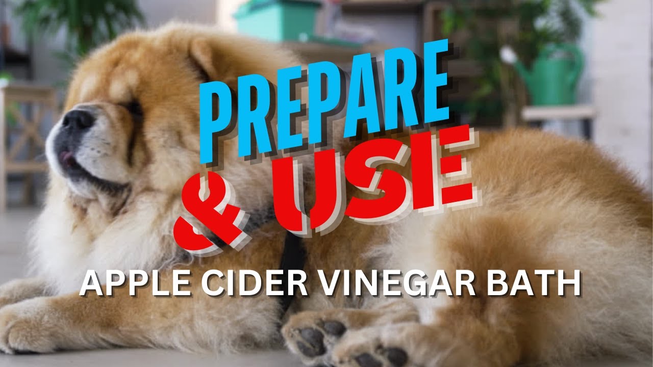 Apple Cider Vinegar Bath for Dogs! Preparation & Use 🐕✨