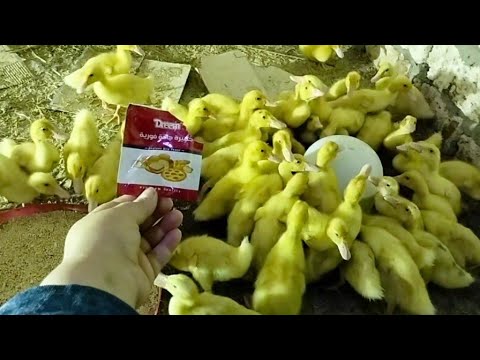 فوائد الخميره للبط تعالى اقولك ازاي تكبرى بط رمضان وتخلى يجيب خمسة كيلو قبل رمضان
