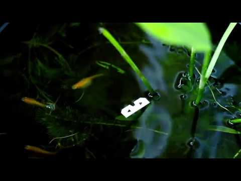 NHK yx Koyxen - Meeting (Official Video) [DFA Records]