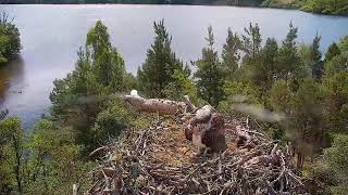 Live osprey nest camera at Loch of the Lowes Wildlife Reserve