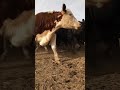 Feeding the First Bale! #cow #farmandranch