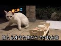 痩せて傷だらけの野良猫が空腹でNNNを頼りにやって来たら…２ヶ月後激変！？