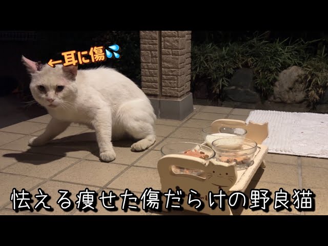 A skinny, scarred stray cat comes to NNN because he's hungryand