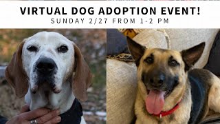 Virtual Dog Adoption Event (2/22)