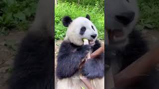 पांडा बास क्यों खाते हैं || shorts ytshorts viral panda soruchoure