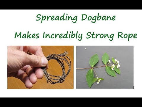 Spreading Dogbane - Makes Incredibly Strong Rope - YouTube
