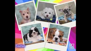 Feelin Cute Might Take a Nap Later Adorable Puppies at Petland Dalton