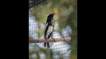 Luyện Giọng chòe than, ép giọng chòe than, cho chim non học giọng!