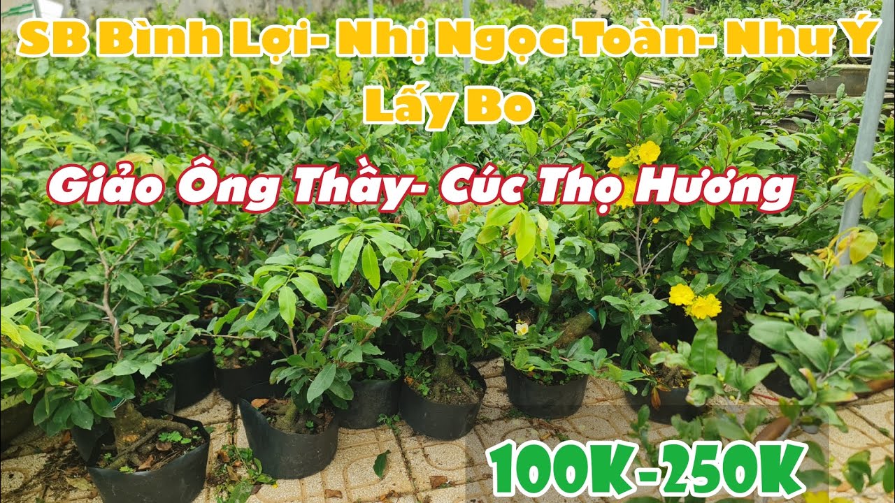 Ngày 05/03. Mai Lấy Bo, Tượt Dài, Củ Bự, Có Mặt Hoa Chuẩn Giống.☎Út 0353777111