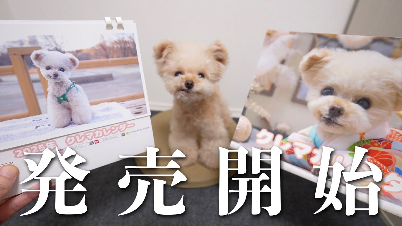販売開始】2025年のカレンダーが完成しました！【トイプードル】 - YouTube