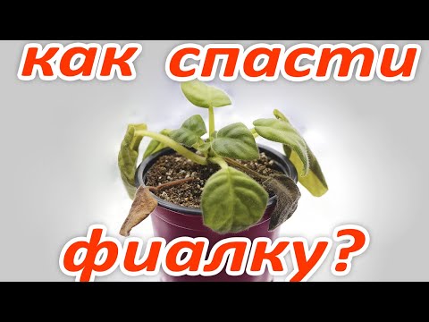 ПОЧЕМУ У ФИАЛКИ ВЯНУТ ЛИСТЬЯ? 100 ПРОЦЕНТНЫЙ СПОСОБ  КАК ЕЁ СПАСТИ