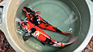 UNBOXING 30-60CM KOI F1 FROM MOMOTARO KOI FARM JAPAN (HI UTSURI, TANCHO KOHAKU SANKE SHOWA DOITSU