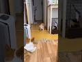 お耳バイーンってなり過ぎな子犬w #コーギー子犬 #コーギー #コーギー多頭飼い #ココちゃんファミリー #犬
