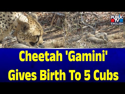 South African Cheetah 'Gamini' Gives Birth To 5 Cubs at Kuno National Park In MP