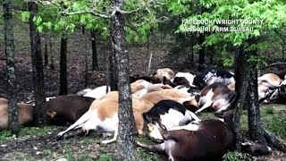 Lightning strike kills 32 cows in Missouri - YouTube
