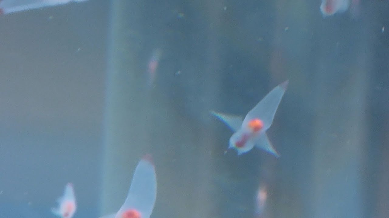 流氷の妖精 クリオネ 横浜 八景島シーパラダイス 神奈川新聞 カナロコ Youtube 流氷の妖精 クリオネ 横浜 八景島シーパラダイス 神奈川新聞 カナロコ Youtube